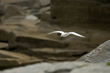 Vignette goéland à ailes blanches en vol