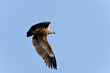 Vignette vautour fauve battant des ailes