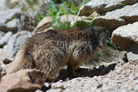Marmotte dans les rochers