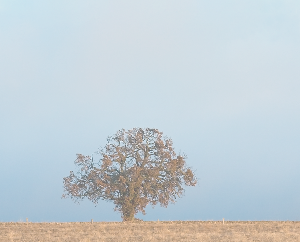 Photo d'un arbre solitaire
