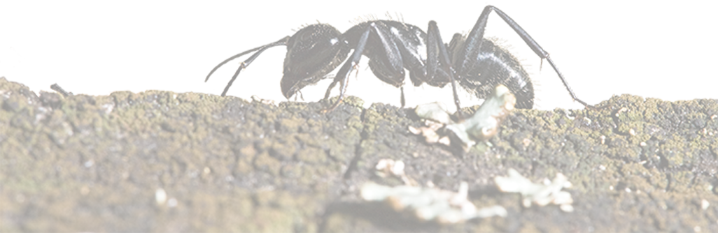 Photo d'une fourmi sur du bois