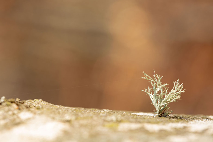 Photo de lichen