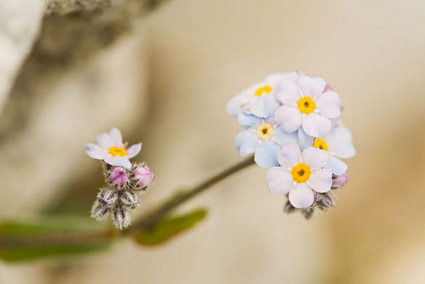 Myosotis des Alpes Photo de myosotis