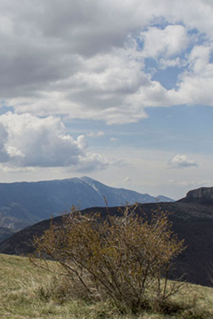 Cumulus au dessus d'un buisson en montagne Photo de nuages et d'un buisson