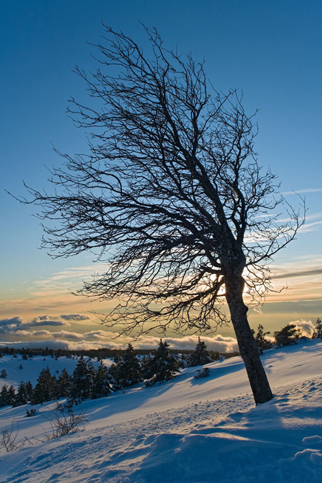 Photo d'une silhouette d'arbre dans le neige