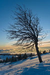 Photo d'une silhouette d'arbre dans le neige